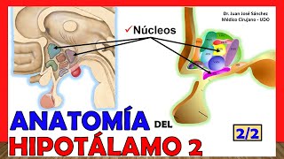 🥇 Anatomía del HIPOTÁLAMO 22 Núcleos ¡Explicación Sencilla [upl. by Arreik]