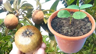 সফেদা বীজ থেকে চারা  How to grow chikoo  Sapodilla  Sapota plant from seed [upl. by Tfat]