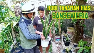 Tanaman Hias Sansevieria Dan Cara Menanamnya [upl. by Ynohtnaleahcim508]