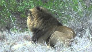 We find a huge male lion during our Shumbalala safari game drive [upl. by Acined]