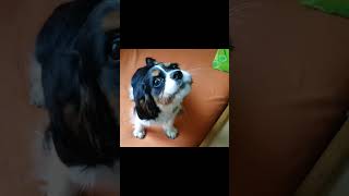 🥰😂 Barking Cute Puppy Cavalier King Charles Spaniel [upl. by Ffej]