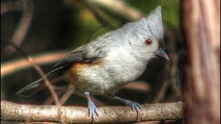 Tufted Titmouse Song [upl. by Anuaf671]