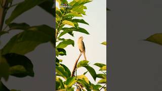 Isabelline Shrike🕊️📸।shorts youtubeshorts birds trending photography shortsfeed isaiahphoto [upl. by Nalor]