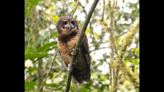 Murucututudebarrigaamarela  Tawnybrowed Owl  Pulsatrix koeniswaldiana [upl. by Farlie]