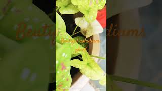 caladiums plants garden caladium plants shorts video Meri Choti Si Bagiya☘️ [upl. by Masao]