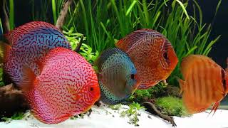 Stendker Discus Tank New Video by Vittorio Fuiano Italy [upl. by Adah]