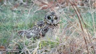 All About Owls ShortEared Owl [upl. by Manolo]