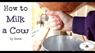 How to Milk a Cow By Hand or goat [upl. by Nedra948]