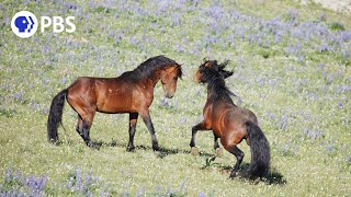 Wild Stallions Fight to Mate [upl. by Wendi]