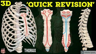 3D Thorax Osteology  Quick Revision  Thoracic cage  Sternum  Ribs  Vertebrae  Anatomy Decoded [upl. by Ardyth]