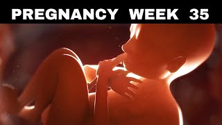 Pregnancy Week 35 Growing Baby Discomfort and More [upl. by Brackett]