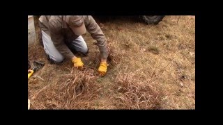 Episode 3 Trapping Academy Flat Set for Coyote Trapping Beating the Rain [upl. by Tompkins]