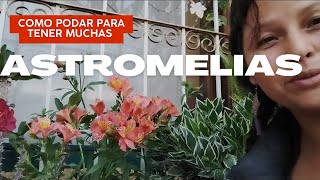 ASTROMELIAS CÓMO PODARLAS PARA SIEMPRE TENER MUCHAS FLORES [upl. by Enirehtak]