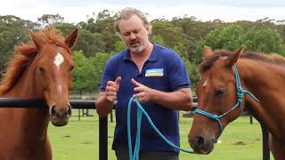 Myth busting Hindgut Ulcers with worldleading expert on equine gut health AProf Dr Ben Sykes [upl. by Cyrus]