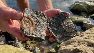 10 Fossil Hunting Tips You Should Know [upl. by Blackmun696]