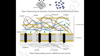 Skafolds and Tissue Engineering BBOC407 Biology for CSE VTU [upl. by Annorah]