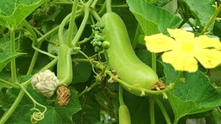 Growing Gourds Part 4 of 5  Bottle Gourds Long Melon or Opo squash [upl. by Anitac]