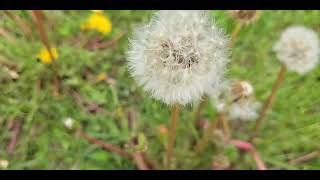 Dandelion Part 2Annoying or Delightful Find out [upl. by Vierno]