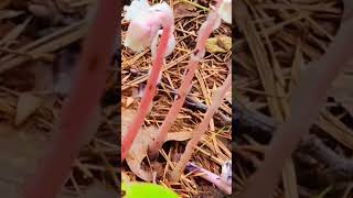 Pink ghost plant in the forest nature plant fungus ghostplant [upl. by Irmina]