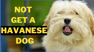 5 Reasons Why You Should Not Get a Havanese Dog [upl. by Cj]