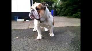 English Bulldog Guard dog [upl. by Selim]