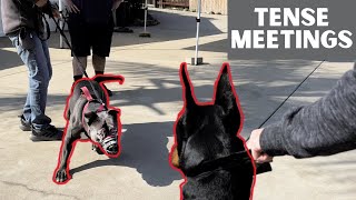 Reactive Pitbull taken from mom at 3 weeks old meets dogs [upl. by Eldoree921]