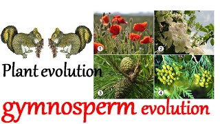 Plant evolution  gymnosperm evolution [upl. by Jenesia]