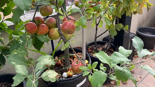 COMO CULTIVAR MANZANAS EN CASA [upl. by Emelun]