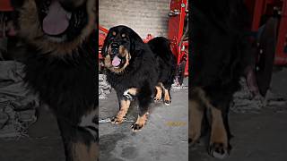 Tibetan mastiff vs Great Dane Wolf dog Dogo argentino PSI Strongest shorts Viral Ytshorts video [upl. by Sarita]