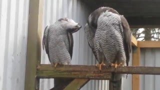 Goshawk captive breeding pair quotChilingquot Must Watch [upl. by Aliuqehs]