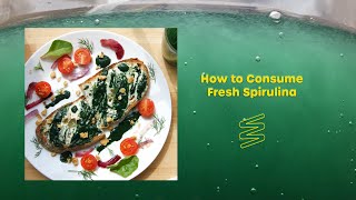 Growing Spirulina at Home  quotHow to Consumequot Overview [upl. by Ellerrad627]