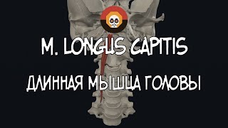 Длинная мышца головы m longus capitis 3D Анатомия [upl. by Wesla]