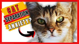 8 Signs of Separation Anxiety in Cats  How You Can Help Them [upl. by Adaurd847]