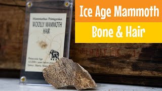 Ice Age Mammoth Bone amp Wooly Mastodon Hair  California Geology Archaeology  Out of the Collection [upl. by Yearwood]