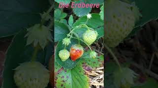 Die Erdbeere Pflanze🍓 fresa planta frutilla en alemán 🍓 [upl. by Charlot]