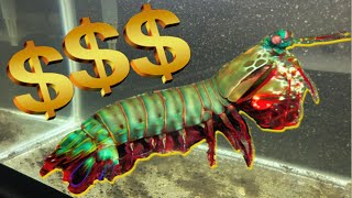 Mantis Shrimp Care amp Where to Buy Mantis Shrimp [upl. by Gurolinick515]