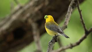 Prothonotary Warbler Sings [upl. by Noiwtna]