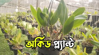 অর্কিড প্ল্যান্ট ।। orchid plant orchidplant plant [upl. by Lrac910]