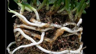 Rhizomes Definition amp Examples  What is a Rhizome  Plant Anatomy [upl. by Nylrak]