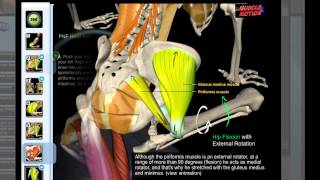 Muscle amp Motion  Piriformis Stretch [upl. by Aland237]