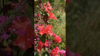 Elegant clarkia flowers [upl. by Anelas]