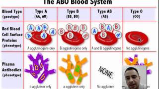 Blood Type Explanation [upl. by Oigufer]