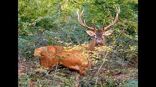 Brame du cerf 20172018  Foret domaniale  100 Libre [upl. by Aurora]