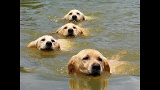 Puppies first time down at the pond [upl. by Tirreg622]