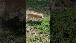 Mia ❤ 🐕 cane canile adottauncane adottauncaneanziano You Tube special [upl. by Sandro]