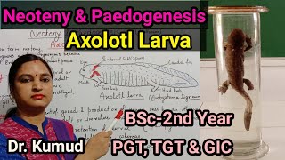 Neoteny amp Paedogenesis AxolotlLarva Factors of NeotenyExtrinsicIntrinsic amp Environment BSc2PGT [upl. by Dominica346]