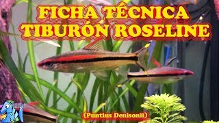 Ficha Técnica Tiburón Roseline Puntius denisonii [upl. by Moreta976]