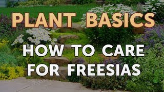 How to Care for Freesias [upl. by Iasi]