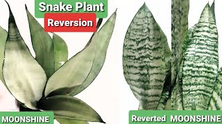 Snake Plant Variegation amp Reversion  Moonshine Sansevieria [upl. by Naga712]