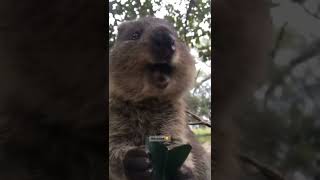 Quokka making cute noises 🥺 [upl. by Dlorej904]